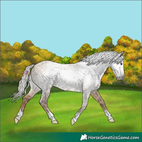 Horse Color:Gray Liver Red Dun Appaloosa Rabicano 
