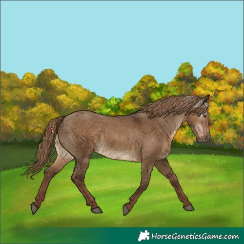 Horse Color:Gray Liver Red Dun Appaloosa 