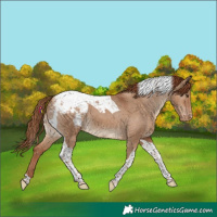 Horse Color:Red Dun Tobiano Snowcap 