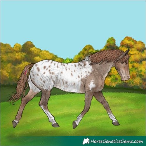 Horse Color:Liver Red Dun Tobiano Appaloosa 