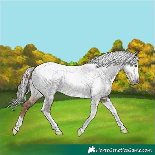 Horse Color:Gray Liver Red Dun Tobiano Appaloosa 