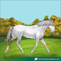 Horse Color:Gray Liver Red Dun Tobiano Appaloosa 