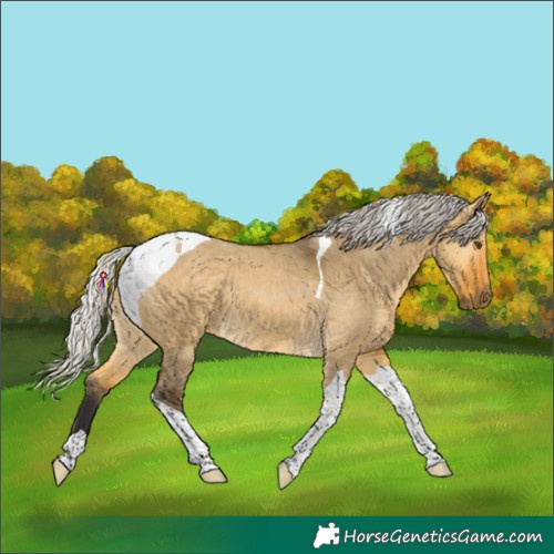 Horse Color:Silver Buckskin Dun Tobiano