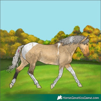 Horse Color:Silver Buckskin Dun Tobiano 