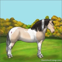 Horse Color:Bay Dun Tobiano Rabicano 