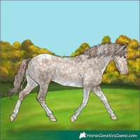 Horse Color:Liver Red Dun Tobiano Snowflake Varnish 
