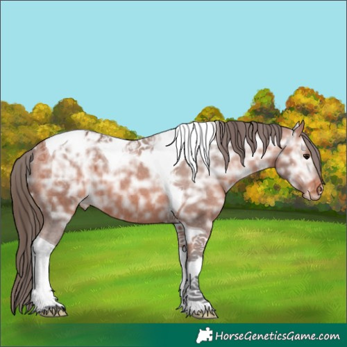 Horse Color:Bay Ice Tobiano Appaloosa 