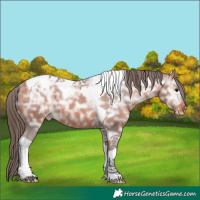 Horse Color:Bay Ice Tobiano Appaloosa 