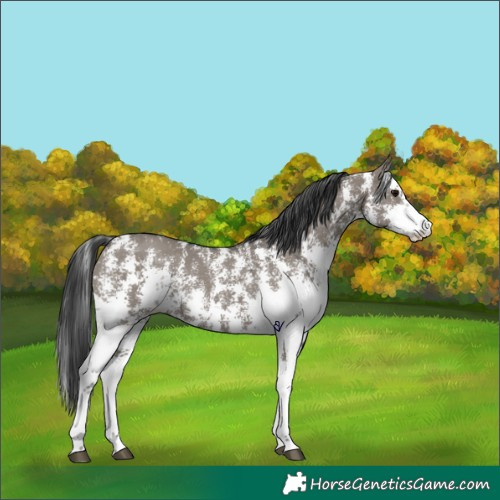 Horse Color:Grullo Sabino Rabicano 