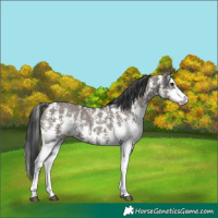 Horse Color:Grullo Sabino Rabicano 