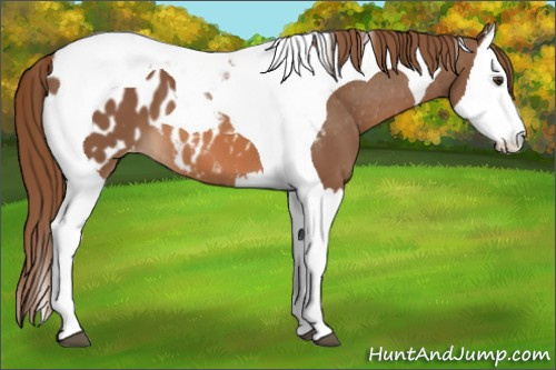 Horse Color:Chestnut Splash Tobiano Appaloosa 