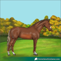 Horse Color:Chestnut 