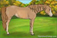 Horse Color:Red Roan Splash 