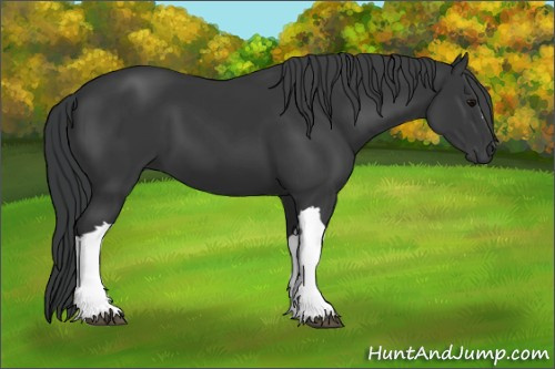 Horse Color:Black 