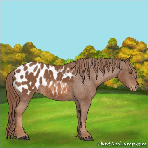 Horse Color:Chestnut Appaloosa 