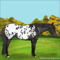 Horse Color:Smoky Black Ice Appaloosa Rabicano 