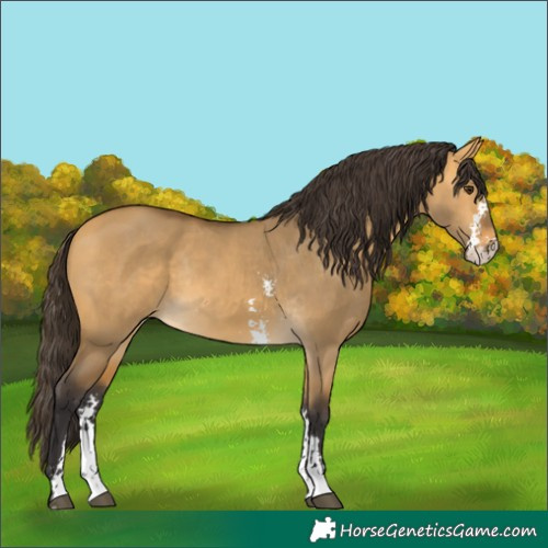 Horse Color:Buckskin Dun Sabino Rabicano 