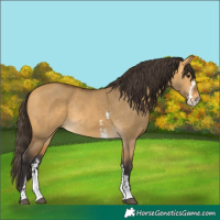 Horse Color:Buckskin Dun Sabino Rabicano