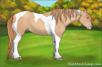 Horse Color:Gold Champagne Tobiano 