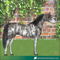 Horse Color:Grullo Sabino Rabicano 