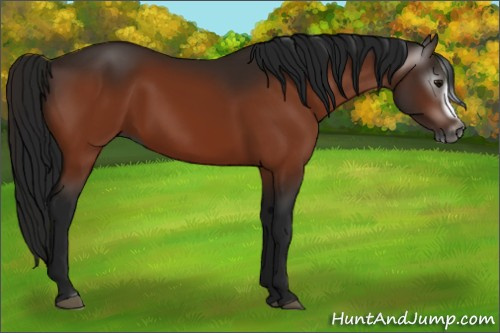 Horse Color:Gray Bay Splash Frame