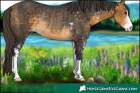Horse Color:Buckskin Sabino Rabicano 