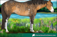 Horse Color:Buckskin Sabino Rabicano 