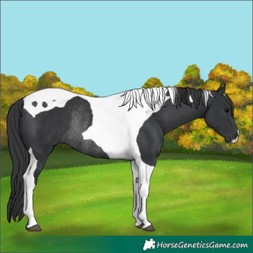 Horse Color:Black Tobiano Rabicano