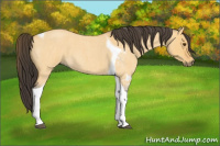 Horse Color:Buckskin Roan Dun Tobiano 