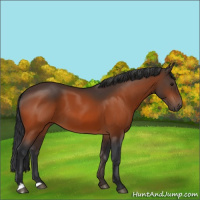 Horse Color:Bay 