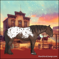 Horse Color:Bay Appaloosa 
