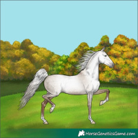 Horse Color:Gray Liver Red Dun Mushroom Rabicano 