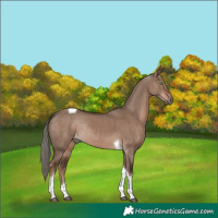 Horse Color:Liver Red Dun Mushroom Tobiano Rabicano 