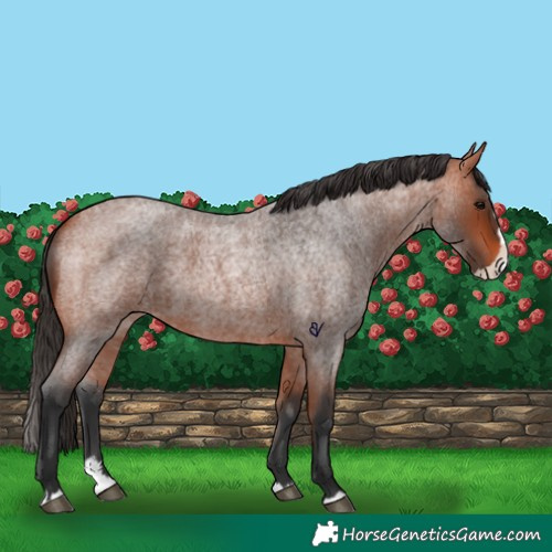Horse Color:Bay Roan Splash 