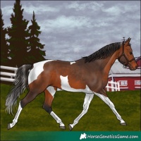Horse Color:Bay Tobiano 