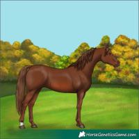 Horse Color:Chestnut 