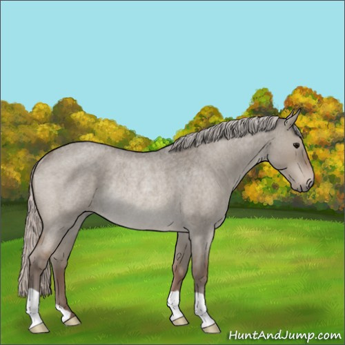Horse Color:Silver Grullo Roan Rabicano 
