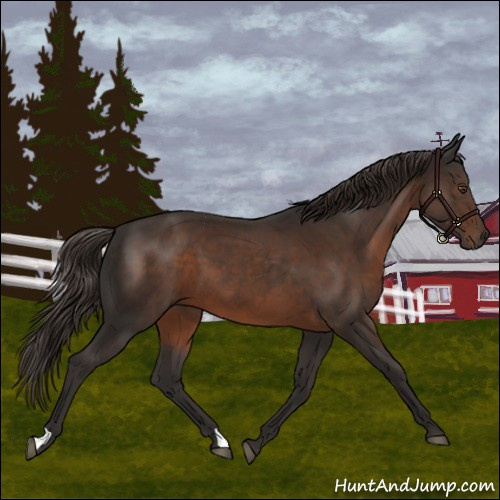 Horse Color:Liver Chestnut