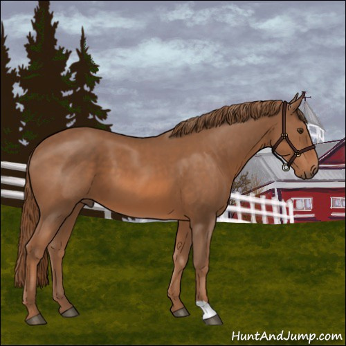 Horse Color:Chestnut 