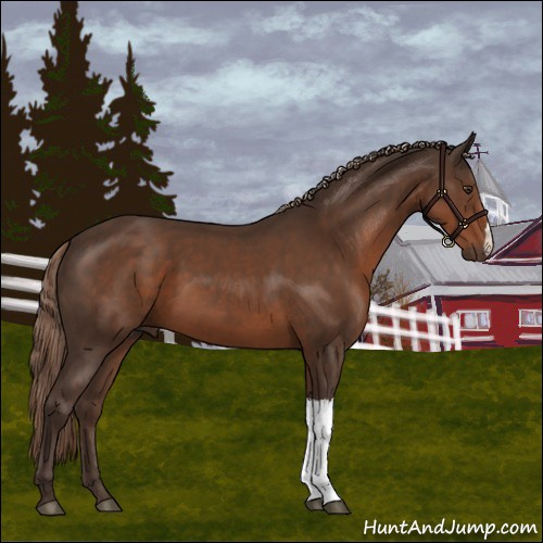Horse Color:Liver Chestnut 
