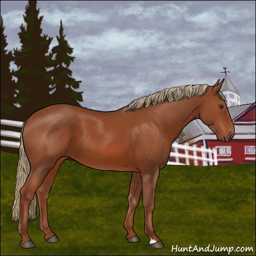 Horse Color:Chestnut 