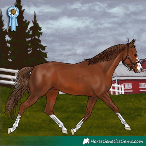 Horse Color:Chestnut 