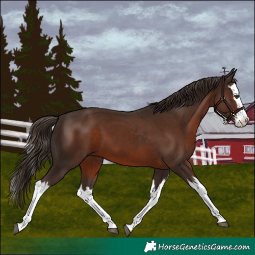 Horse Color:Liver Chestnut Splash