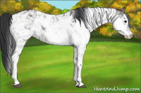 Horse Color:Grullo Sabino Rabicano 