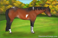 Horse Color:Bay Tobiano 