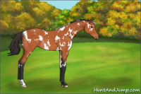 Horse Color:White Spotted Bay Rabicano 