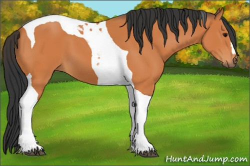 Horse Color:Bay Tobiano 