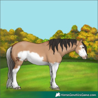 Horse Color:Bay Dun Splash Frame 
