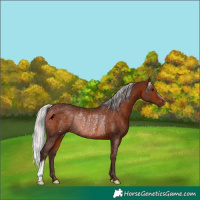 Horse Color:Silver Brown Rabicano 