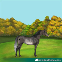 Horse Color:Brown Dun Rabicano 